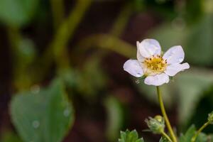 blanco fresa flor cerca arriba foto