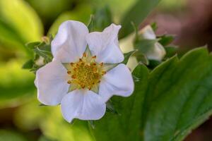 White Strawberry Flower Close up photo