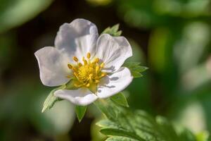 White Strawberry Flower Close up photo