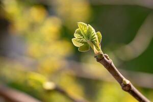 Young branch of fig photo