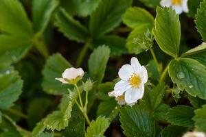 Strawberry Plant White Flowers Blossom photo