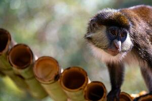 Young monkey. Ape photo