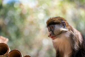 Young monkey. Ape photo