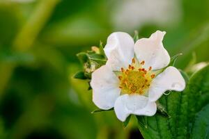 Strawberry Plant White Flowers Blossom photo