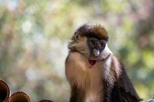 Young monkey. Ape photo