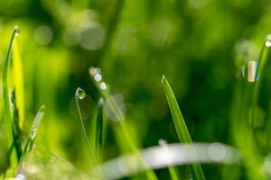 Rain drops on green grass close up photo