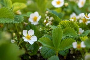 Strawberry Plant White Flowers Blossom photo