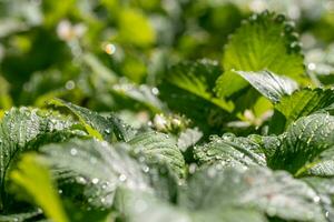 la lluvia cae sobre la hoja verde foto