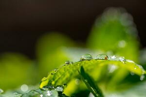 la lluvia cae sobre la hoja verde foto