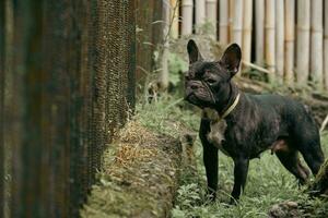 French Bulldog in Garden photo