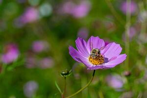 Bee on purple cosmo flower photo