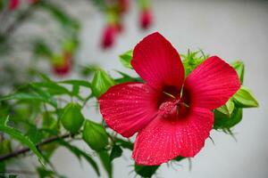 Hibiscus flower close up photo