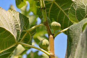 Figs on a branch photo