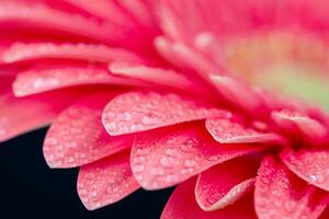 Pink Gerbera Close up. Flower Backgrounds photo