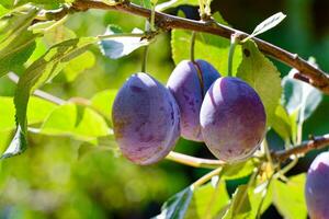 Plum on a branch photo