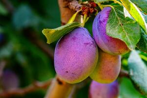 Plum on a branch photo