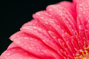 Pink Gerbera Close up. Flower Backgrounds photo
