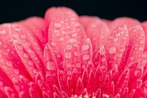 Pink Gerbera Close up. Flower Backgrounds photo