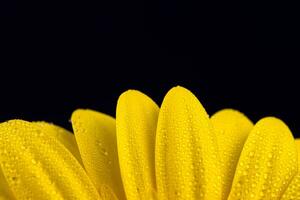 amarillo gerbera flor con agua gotas foto