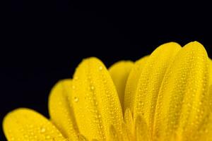 amarillo gerbera flor con agua gotas foto