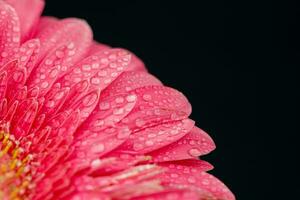 Pink Gerbera Close up. Flower Backgrounds photo