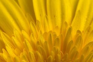 amarillo gerbera flor con agua gotas foto