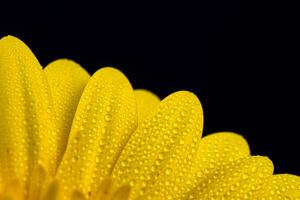 amarillo gerbera flor con agua gotas foto