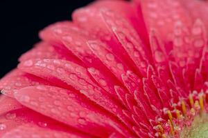 Pink Gerbera Close up. Flower Backgrounds photo
