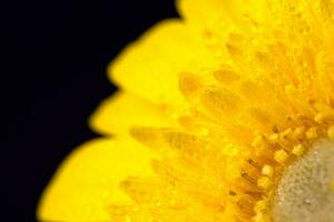 amarillo gerbera flor con agua gotas foto