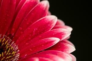 Pink Gerbera Flower With Water Drops photo