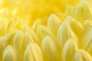 Yellow daisy gerbera flower background photo