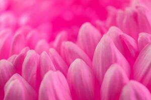 Pink gerbera petals background photo