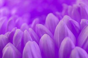 Purple gerbera petals background photo