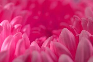 Pink gerbera petals background photo