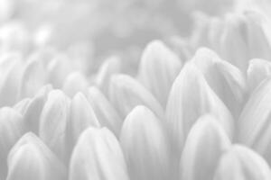 White flower petals background photo