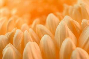 Orange gerbera flower petals background photo