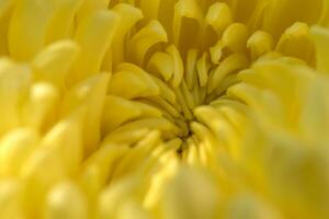 Yellow daisy gerbera flower background photo