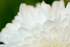 White gerbera petals background photo