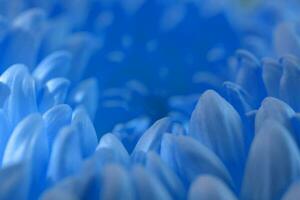 Blue gerbera flower petals background photo