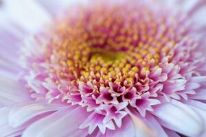 Purple flower petals close up photo