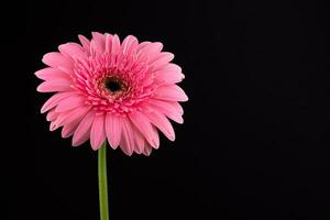Pink Daisy Gerbera Flower photo