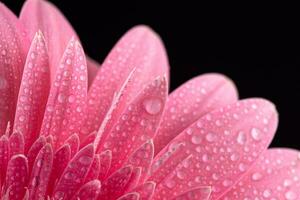 Pink Daisy Gerbera Flower photo