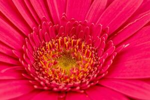 Purple gerbera flower petals close up photo