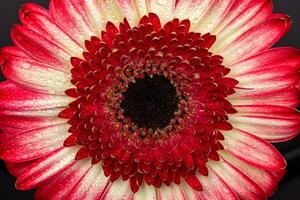 Daisy gerbera flower with water drops photo