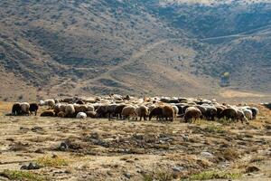 Flock of sheep photo