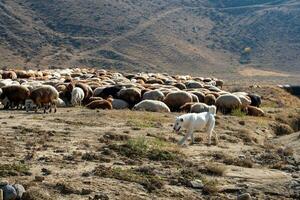 Flock of sheep photo