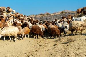 Flock of sheep photo