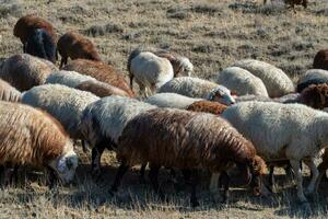 Flock of sheep photo