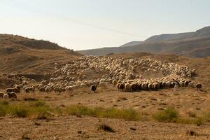 Flock of sheep photo