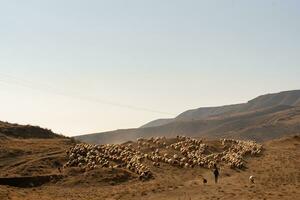 Flock of sheep photo